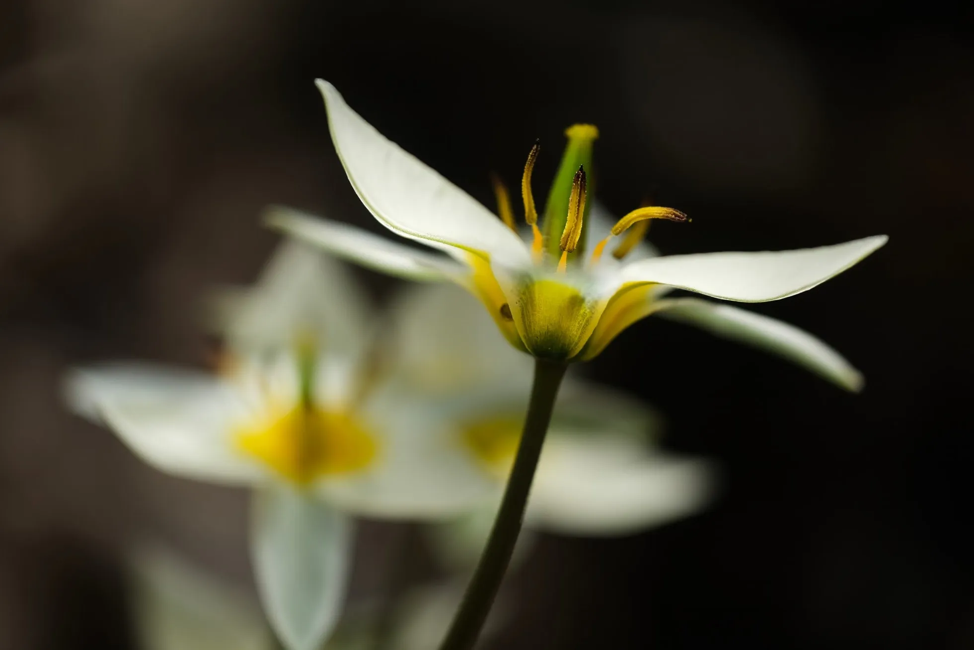 Wildtulpe